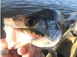 Lucky Craft Pointer 48 DD -Angling Discount Store 10193