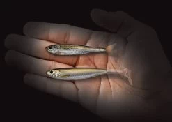 Live Target Slowroll Shiner 125mm -Angling Discount Store 9761