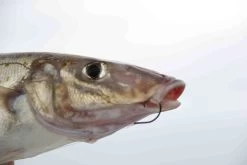 Mustad Pre-Pack Demon Light Gauge Circle Hook -Angling Discount Store full 3753 2E3A7958