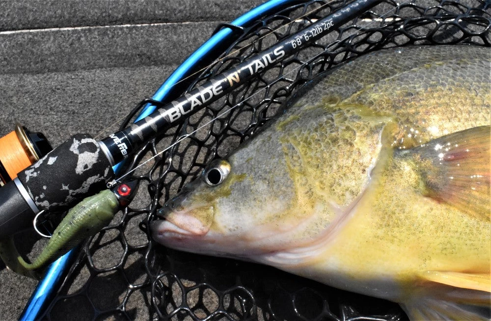 Live Fibre Blade N Tails 5 Live Fibre Blade N Tails - Image 3