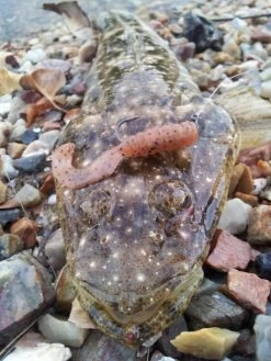 Tackle Tactics Tournament HWS Series -Angling Discount Store full 624